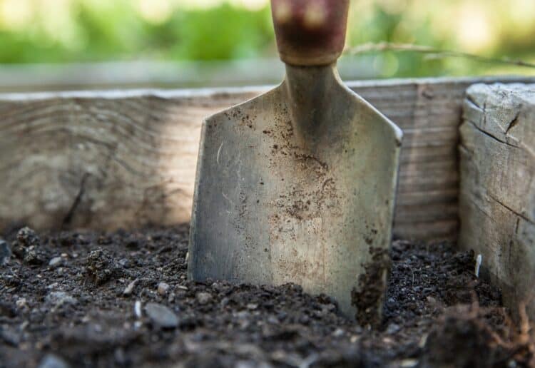 Pangbourne allotments will be welcoming visitors Picture: walkersalmanac from Pixabay