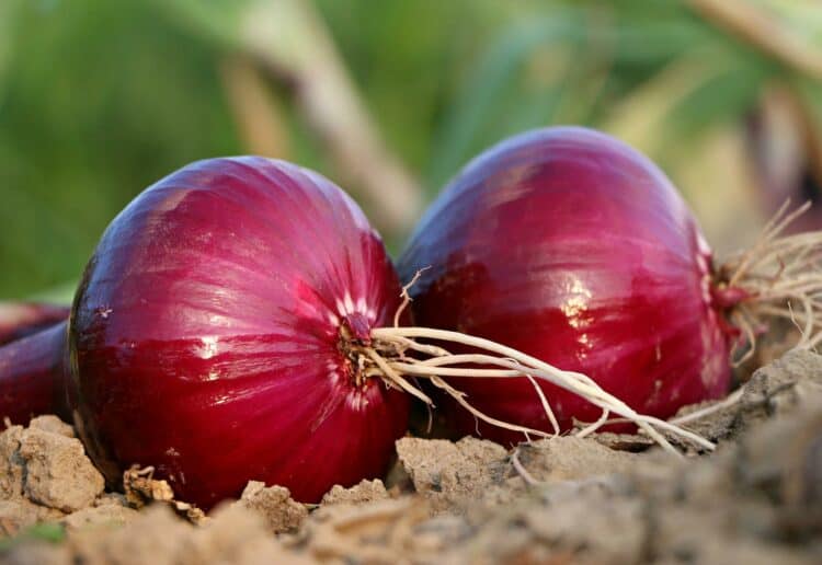 Know your onions, and other veg at the Mortimer West End show Picture: svklimkin from Pixabay