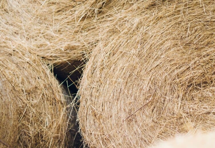 The study showed that hay yields have dropped by 30% due to climate change, and could halve again by 20280. Picture: Jaochim Lesne via Unsplash