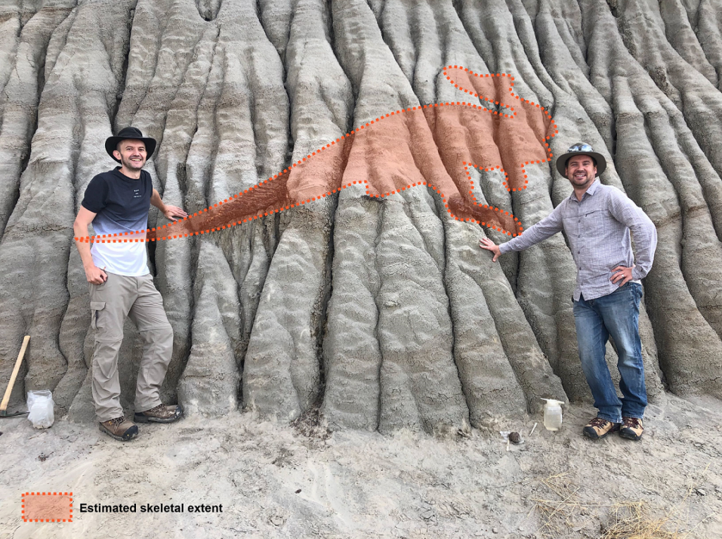 Dr. Brian Pickles and Caleb Brown stand at the partially excavated fossil, with some of the tail bones of the fossil exposed. Picture: Melissa Dergousoff, with kind courtesy of University of Reading. Diagram by Caleb Brown.