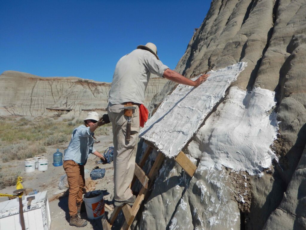A More permanent 'shield' is installed before the fossil can be removed and examined. Kind courtesy of the Royal Tyrrell Museum, Canada