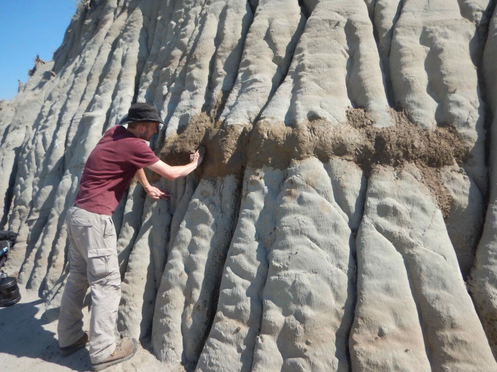 Mud is used to cover the fossil so that it can be preserved for excavatation. Picture: Kind courtesy of the Royal Tyrrell Museum, Canada