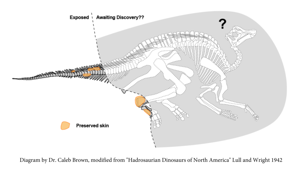 A diagram showing the exposed parts of the Hadrosaur skeleton and the possible extent of the parts still to be excavated. Picture: Diagram by Caleb Brown, adapted from Lull and Wright