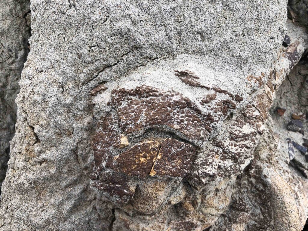 A close-up of the exposed fossil shows a bumpy texture, indicating fossilised skin. Picture: Kind courtesy of the Royal Tyrrell Museum, Canada