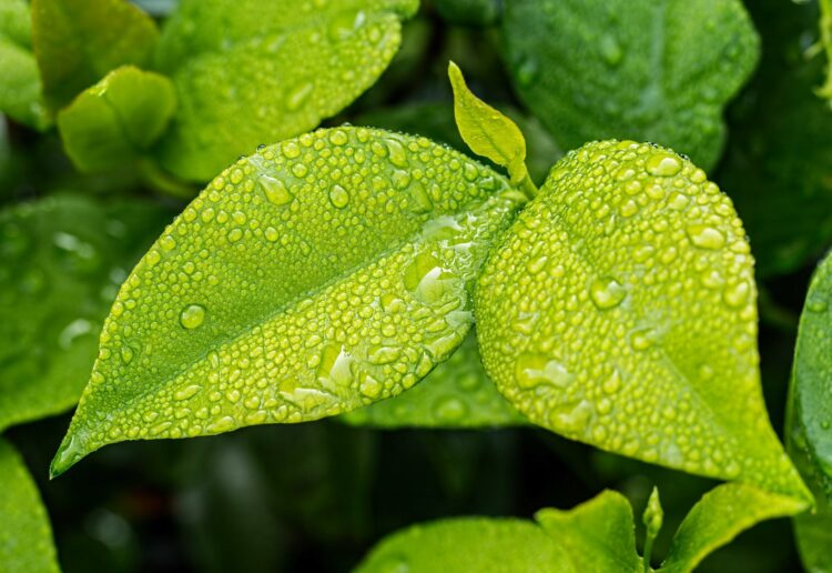 Plants growing in the rain Picture: Steve Buissinne from Pixabay
