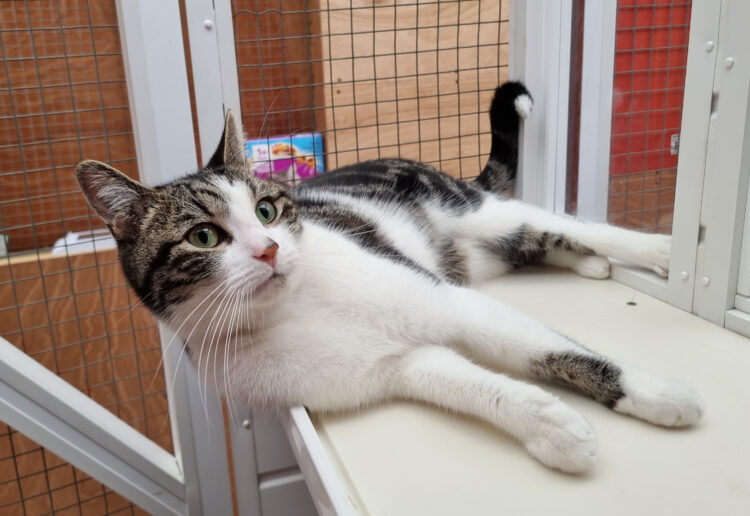 Frankie the Cat: Cats Protection Reading is looking for a new home for the three-year-old feline