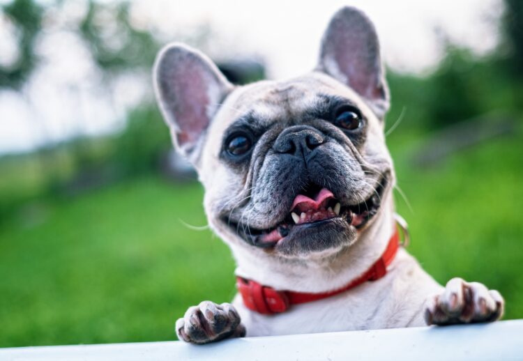 A French bulldog Picture: Alexandr Ivanov from Pixabay