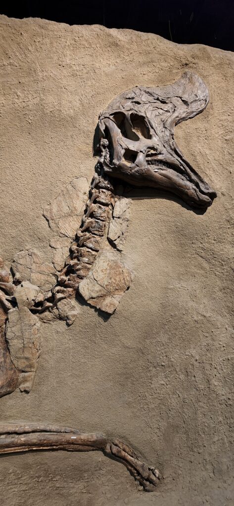 A similar fossil of a Lambeosaurus on display at the Royal Tyrrell Museum. Picture: Kind courtesy of the Royal Tyrrell Museum, Canada