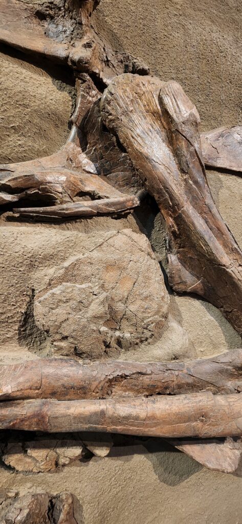 A similar fossil of a Lambeosaurus on display at the Royal Tyrrell Museum. Picture: Kind courtesy of the Royal Tyrrell Museum, Canada