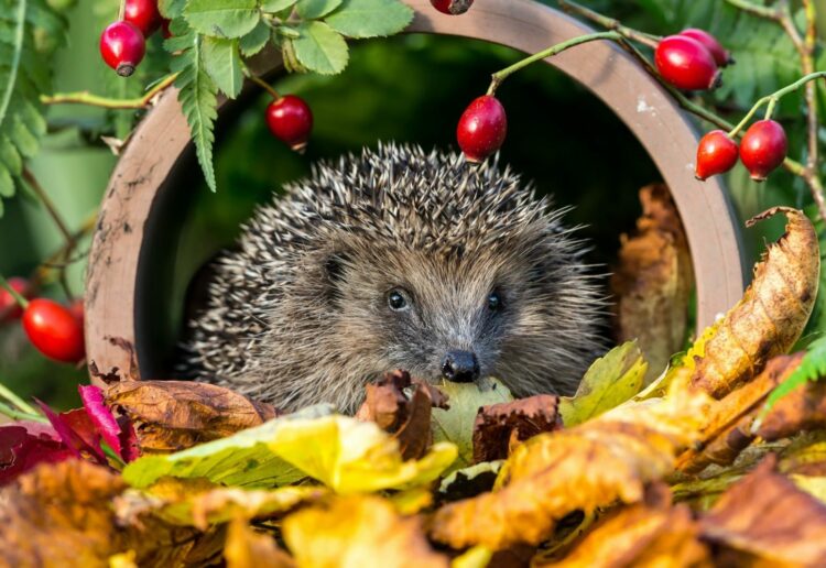 Autumn is the time when animals and insects start to hibernate for winter