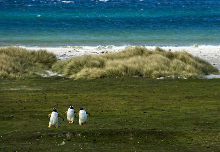 The Falkland Islands Picture: Lori Lo from Pixabay