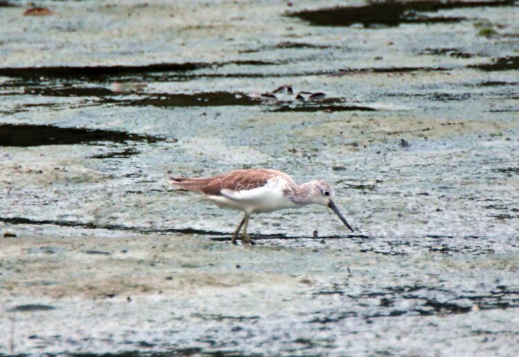 A masrsh sandpiper bird Picture: Vinson Tan ( ? ? ? ) from Pixabay