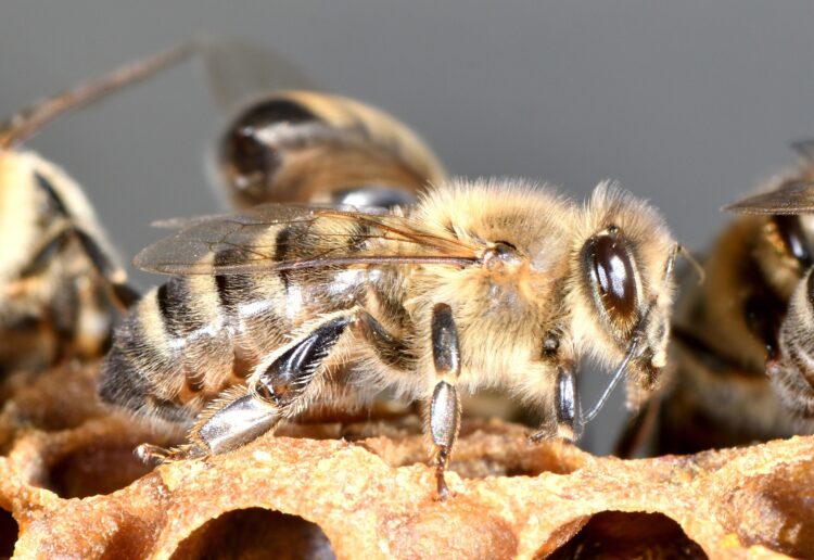 A bee, yesterday Picture: xiSerge from Pixabay