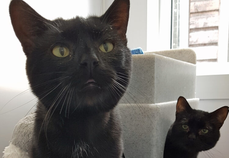 TWO CATS are seeking a new owner who can care for them, including help with an eye condition they share. Picture: Courtesy of Cats Protection