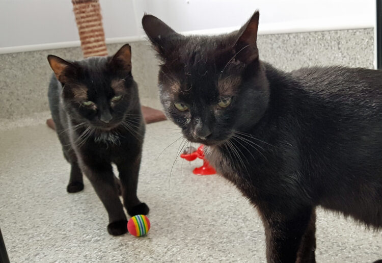 two-year-old Wolfie and 18-month-old Yugi need new owners.