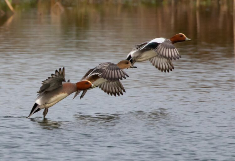 Wigeons Picture: Kev from Pixabay