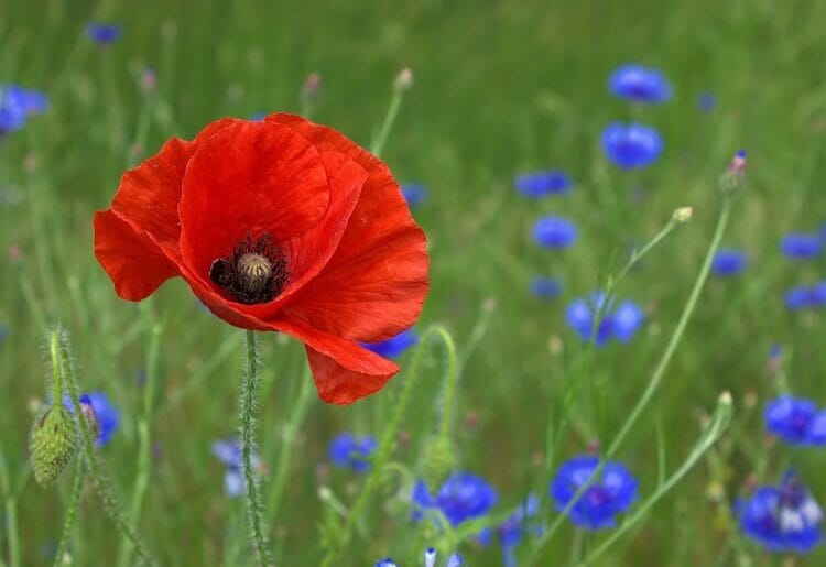 Reddam House Combined Cadet Force has begun their annual fundraiser in aid of the Royal British Legion. Picture: Peter Dargatz via Pixabay