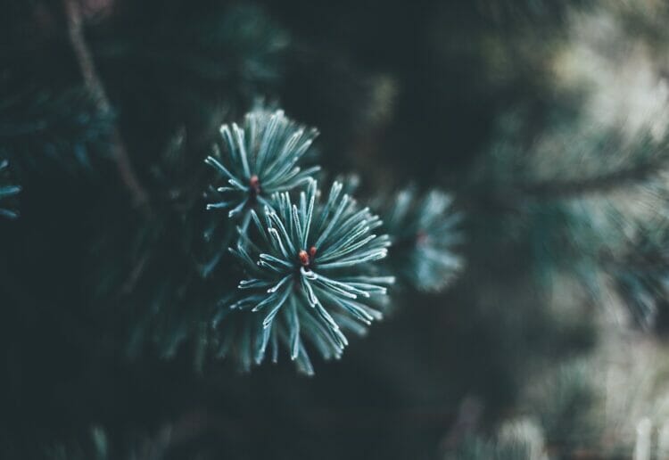 Christmas trees are on sale for charity Picture: Pexels/Pixabay