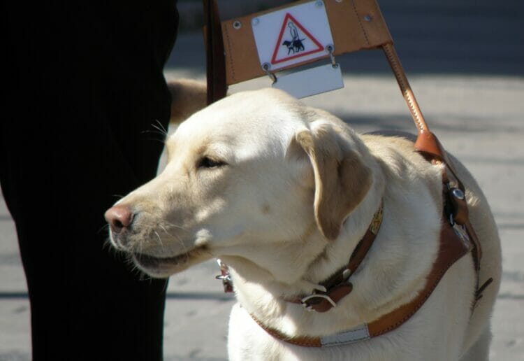 Picture: Smerikal via Wikimedia Commons