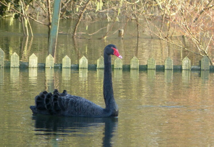The visitor enjoyed the water facilities of The Flowing Spring pub car park. Picture: Nick Willson