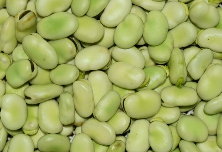 Faba beans could play a key role in the UK diet in the coming years. Picture: Amir Masoud