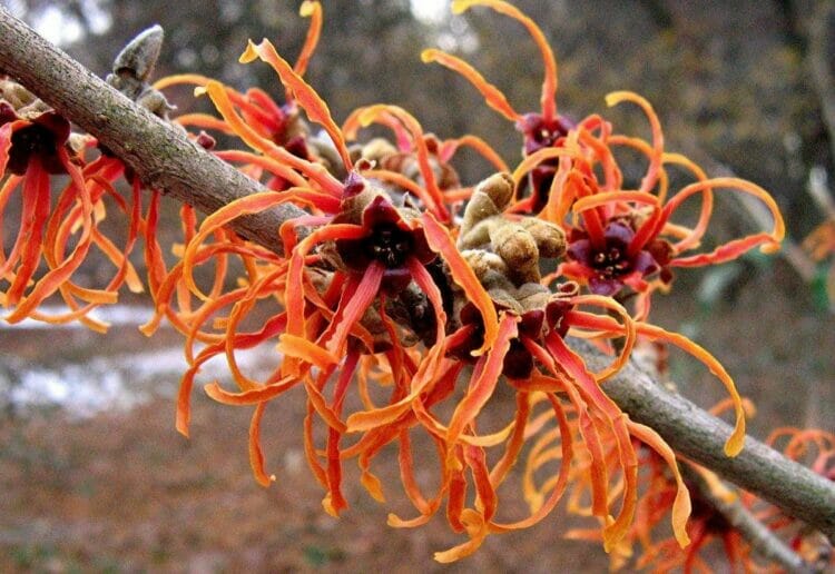 Witch Hazel
