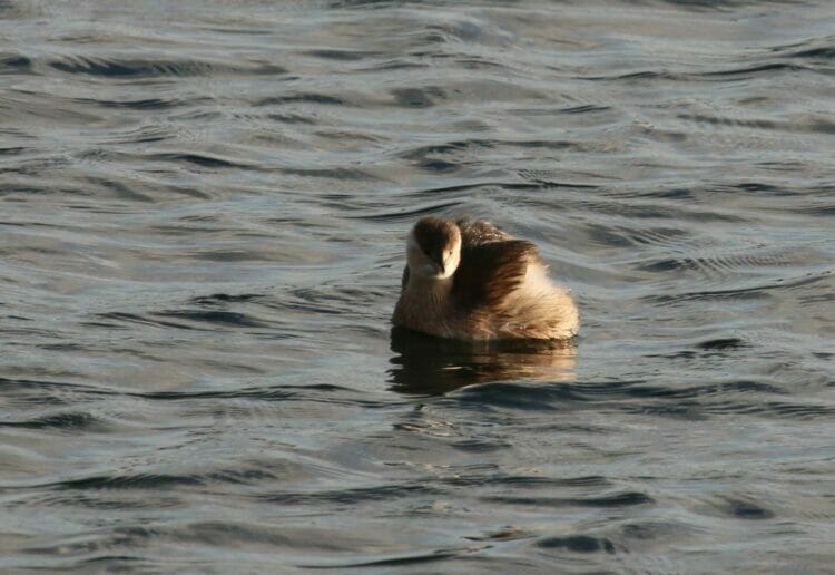 Little Grebe by Marilyn Hockey
