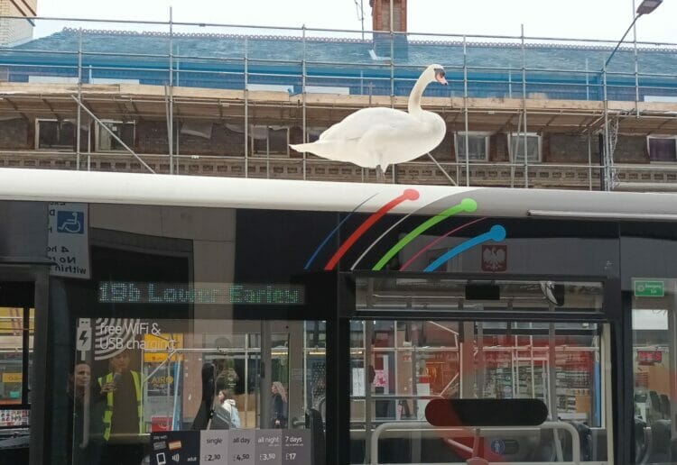 A swan hopped on the bus in Reading's West Street Picture: Ben Knowles / Reading Buses