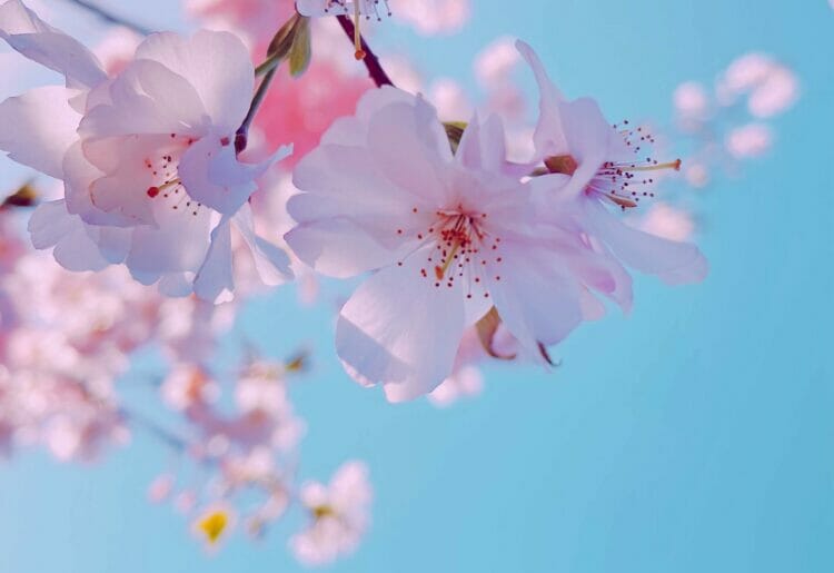 Celebrating spring with music, Wokingham Choral Society. PIcture Yan Liu via Unsplash