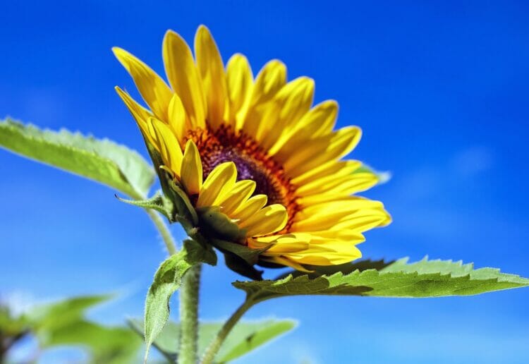 Sunflowers in the sun Picture:Couleur from Pixabay