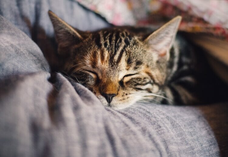 PAMPERED, ON A BUDGET: Your cat can still life the life of Riley, even when you?re watching the pennies Picture: Pixabay