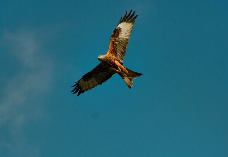Those who have fed red kites are being invited to offer their thoughts in a University of Reading study. Picture: Jack Lucas Smith via Unsplash