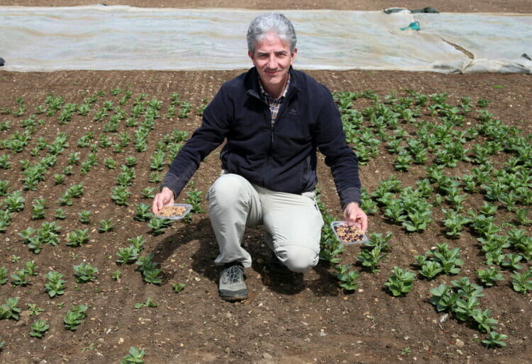 Prof Donal O'Sullivan with early-stage faba beans. Picture courtesy of the University of Reading