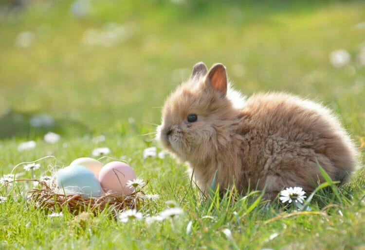 The Easter bunny with some chocolate eggs that it laid yesterday Picture: Rebekka D from Pixabay