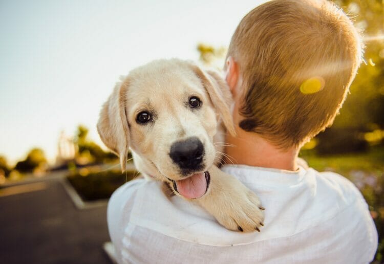Happy dogs are here again Picture: Helena Sushitskaya from Pixabay