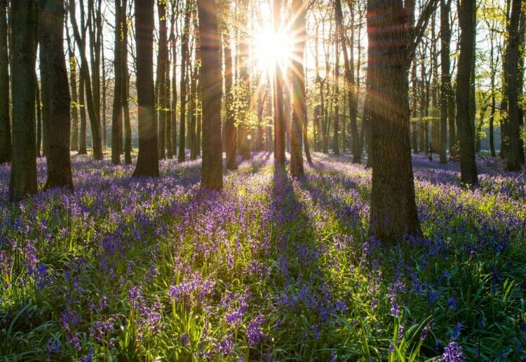 Walking through bluebell woods Picture: Greg Krycinski from Pixabay