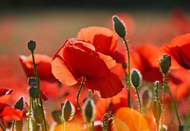 The lives of 41 Reading residents will be remembered in a talk looking at an air raid on the town during the Second World War Picture: Pixabay