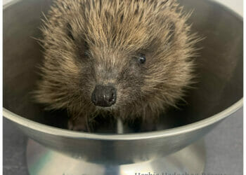 Gaining weight with help from the charity. PIcture courtesy of Herbie Hedgehog Rescue Centre