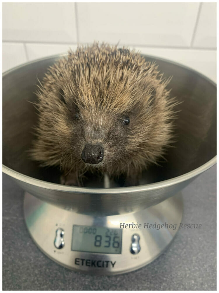 Gaining weight with help from the charity. PIcture courtesy of Herbie Hedgehog Rescue Centre