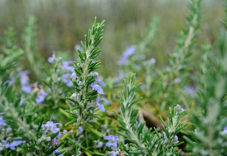 Rosemary is a good herb to plant in April Picture: Jekka McVicar