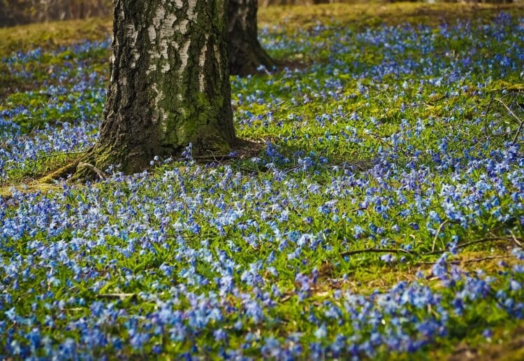Bluebell walks are coming to Bradfield Picture: Michael Gaida from Pixabay