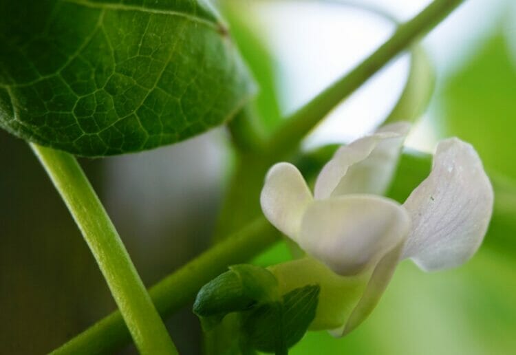 Beanpole Day is at Caversham Court Gardens on Saturday, April 22 Picture: ask mediendesign from Pixabay