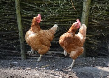 Picture: PublicDomainPictures from Pixabay