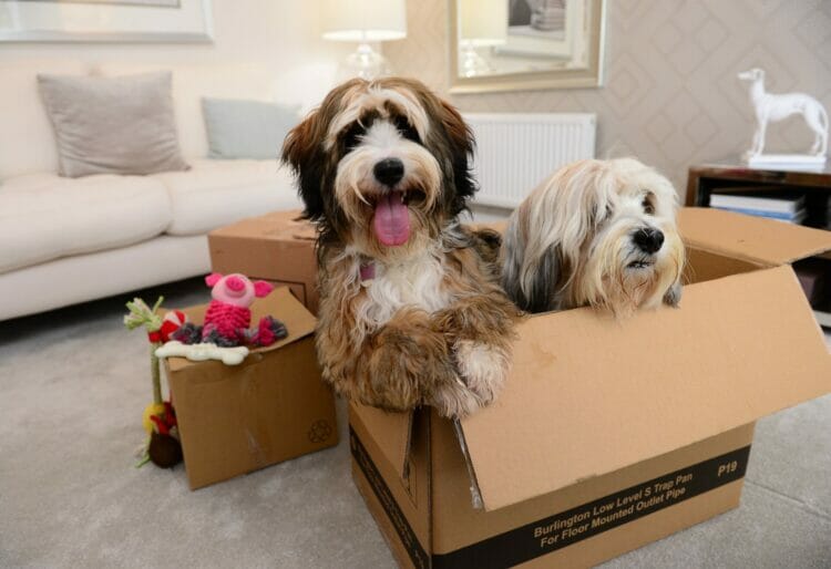 A couple of dogs, Doris and Dudley, show what it's like for pets moving home Picture: David Wilson Homes