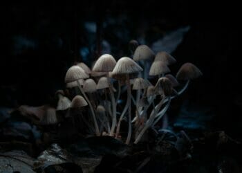 Magic mushroom research receives funding to tackle chronic pain