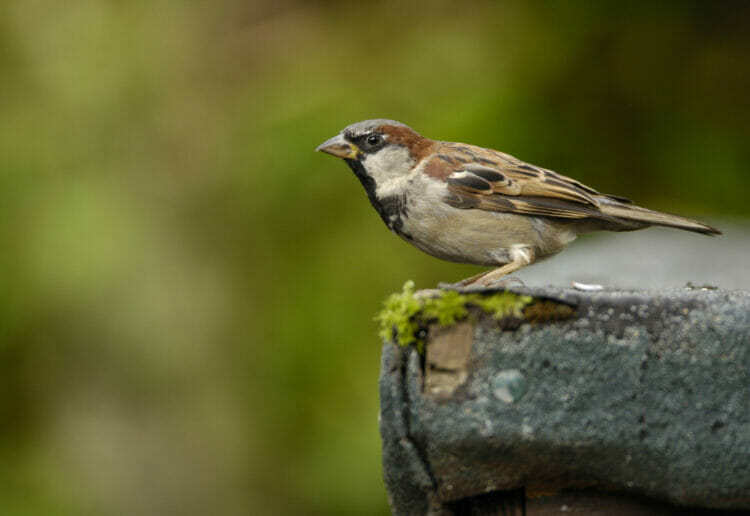 House sparrow Passer domesticus, male, perched on edge of garden shed roof Picture: Courtesy Dobbies