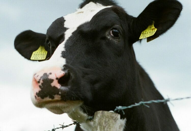 Cow