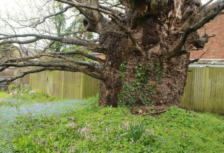 The base and girth of the Kings Spy Oak at 19 Gayhurst, Caversham, which has a Tree Preservation Order on it. Credit: Jennifer Leach