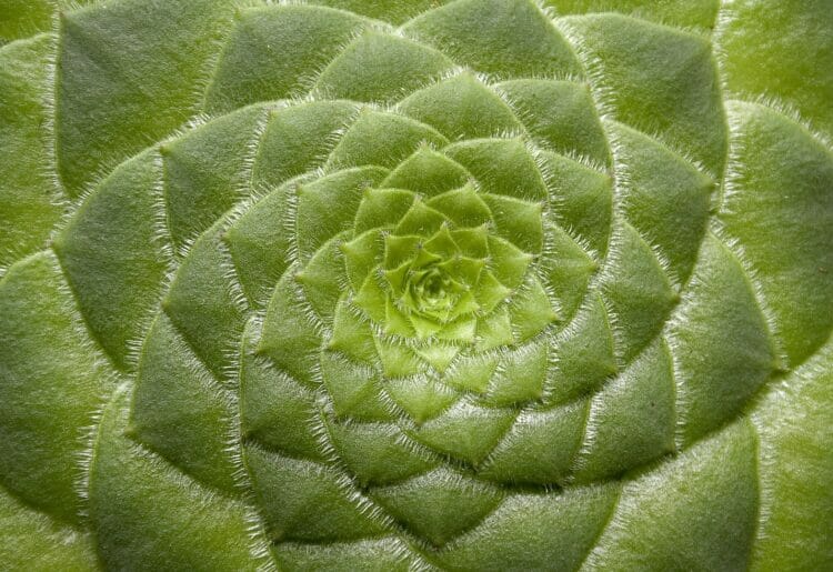 Angela has bought some plants and is now learning how to look after them Picture: Foto-RaBe from Pixabay