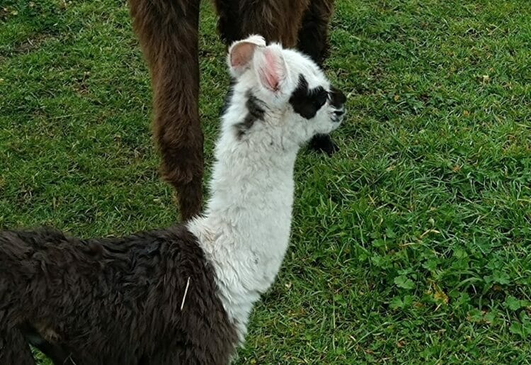 Baby llama Chaz. Picture: University of Reading
